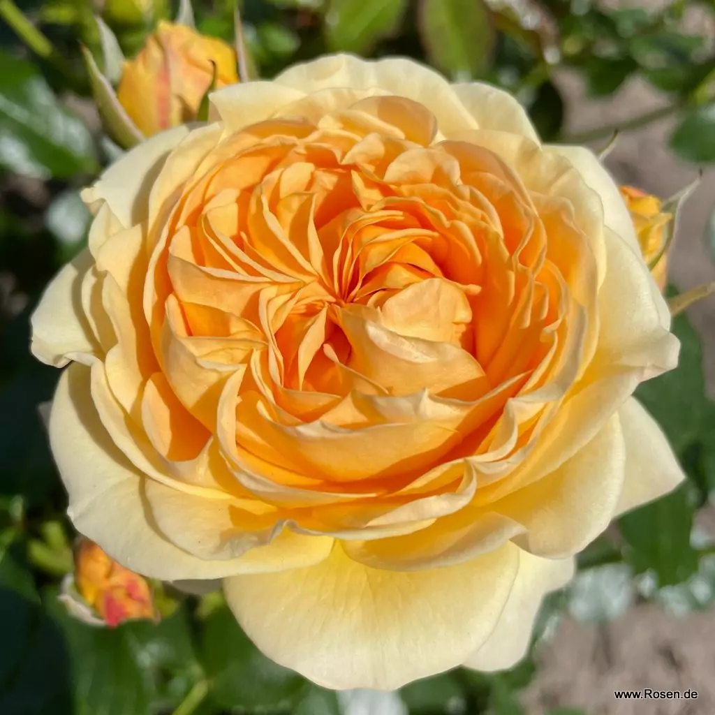 Роза флорибунда Спотлайт